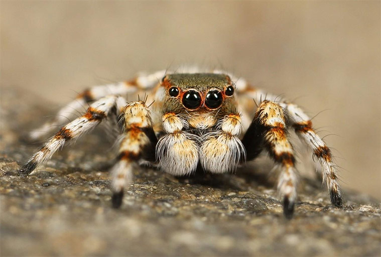 周公解梦大全：梦见蜘蛛有可能是对你的警告！